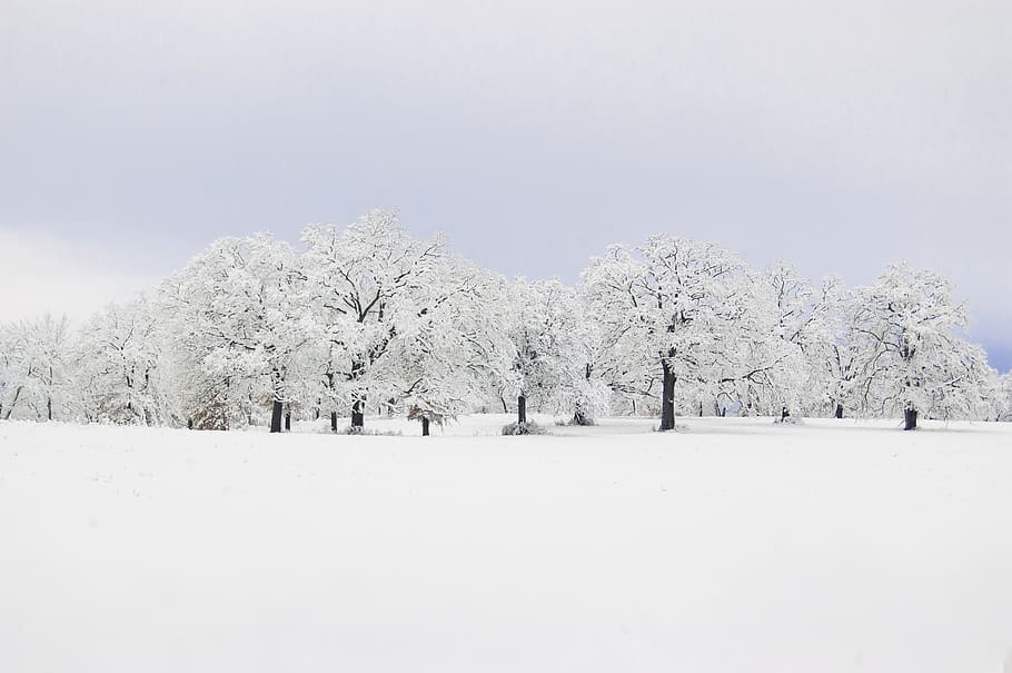 arbres coberts de neu, fred, gelades, gelada, naturalesa, escènic, temporada, neu, nevat, texas, arbres, temps, wills point, hivern, temperatura de fred, arbre, planta, escena tranquil·la, terra, bellesa a la natura, Color blanc, escenics - natura, tranquil·litat, paisatge, medi ambient, dia, cap gent, cobertura, escena no urbana, camp, nevar, clima extrem, vent de neu, treelined, 2K