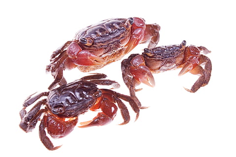 Granchi, esoscheletro, artigli, conchiglia, animali, rosso, sfondo bianco, girato in studio, avvicinamento, in casa, cibo, cibo e bevande, nessuno, natura morta, frutti di mare, animale, mangiare sano, freschezza, benessere, fauna selvatica, ritagliare, cibo essiccato, asciutto, temi animali, gruppo di oggetti, frutta secca, marino, 4K, CC0, dominio pubblico, privo di copyright