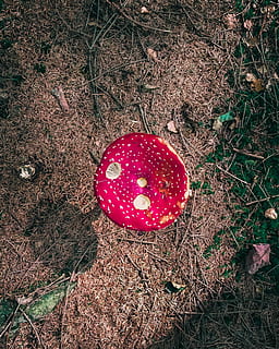 Skov, champignon, rød, mad, jord, høj vinkel visning, natur, grøntsag, svamp, mad og drikke, plante, Mark, fly agaric svampe, ingen mennesker, dag, vækst, tæt på, direkte over, udendørs, frugt, friskhed, paddehat, 2K, CC0, offentligt domæne, royaltyfrie