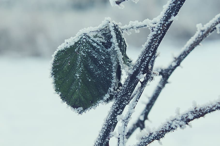 selektiv, fokus fotografie, Grün, Blatt, Ast, Schnee, unscharfer Hintergrund, Nahansicht, kalt, Umgebung, zing, Frost, eisig, frostiges Wetter, gefroren, Eis, Landschaft, Mutter Natur, Natur, szenisch, Jahreszeit, schneebedeckt, stammt, Wetter, Winter, Winterlandschaft, kalte Temperatur, Fokus auf den Vordergrund, Tag, Pflanze, keine Leute, Abdeckung, Baum, Schönheit in der Natur, weiße Farbe, draußen, Ruhe, Land, schneit, Eiszapfen, 5K