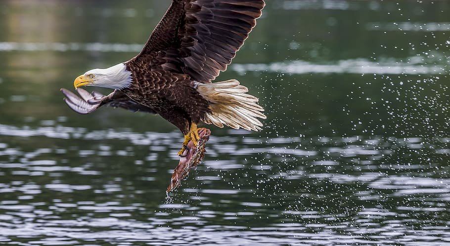 Adler, der Fische holt, Tier, Wirbeltier, Tierthemen, Tiere in freier Wildbahn, Vogel, Tierwelt, ein Tier, fliegend, die Flügel ausbreiten, Wasser, Ufergegend, See, Adler, Natur, Tag, Bewegung, Adler - Vogel, Fokus auf den Vordergrund, Raubvogel, keine Leute, 5K