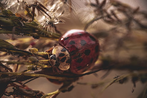 kateteris ant medžio, medis, šventė, Iš arti, Kalėdos, Kalėdų ornamentas, sutelkti dėmesį į naujas žinias, augalų, Kalėdų papuošimas, Kalėdų eglutė, filialas, apdaila, atrankinis dėmesys, nėra žmonių, pobūdį, dieną, atostogų renginys, lauke, 5K, CC0, Viešasis domenas, nemokamai