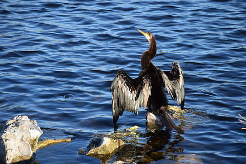 Anhinga, Flügel, trocknen, Vogel, Rock, See, Lake Toho, kissimmee, Florida, Wasser, Tierthemen, Tier, Wirbeltier, ein Tier, Tiere in freier Wildbahn, Tierwelt, Ufergegend, keine Leute, Tag, Natur, die Flügel ausbreiten, gewellt, Sonnenlicht, Kormoran, fliegend, Schönheit in der Natur, draußen, flattern, 5K, CC0, gemeinfrei, lizenzfrei