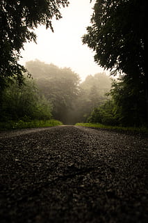 grigio, strada, alberi, natura, asfalto, nebbia, tempo metereologico, all'aperto, albero, nebbioso, mattina, bagnato, verde, buio, lunatico, boschi, foresta, terra, ghiaia, pianta, la strada davanti, nessuno, cielo, mezzi di trasporto, la tranquillità, direzione, bellezza nella natura, crescita, scena tranquilla, giorno, scena non urbana, livello di superficie, 5K, CC0, dominio pubblico, privo di copyright