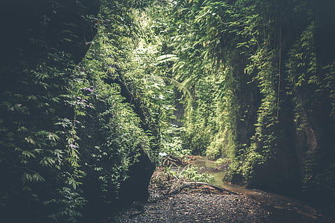 cave, filed, green, plants, background, day, daylight, environment, forest, freshness, growth, jungle, landscape, lush, nature, pathway, rainforest, scenic, stream, trees, vegetation, water, wild, wilderness, woods, tree, plant, land, tranquility, beauty in nature, woodland, no people, tranquil scene, non-urban scene, scenics - nature, green color, direction, footpath, the way forward, outdoors, sunlight, trail, 5K, CC0, public domain, royalty free