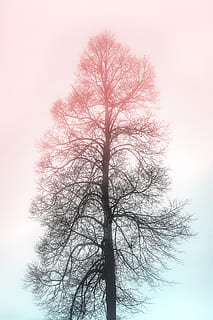 Fotoğraf, kuru, ağaç, bağırmak, Ağaç dalları, gövde, çıplak ağaca, bitki, gökyüzü, doğada güzellik, düşük açılı görünüş, şube, siluet, doğa, huzur, insansız, ağaç gövdesi, açık havada, gün, açık hava, sakin sahne, yalıtılmış, 5K, CC0, kamu malı, telif ücretsiz