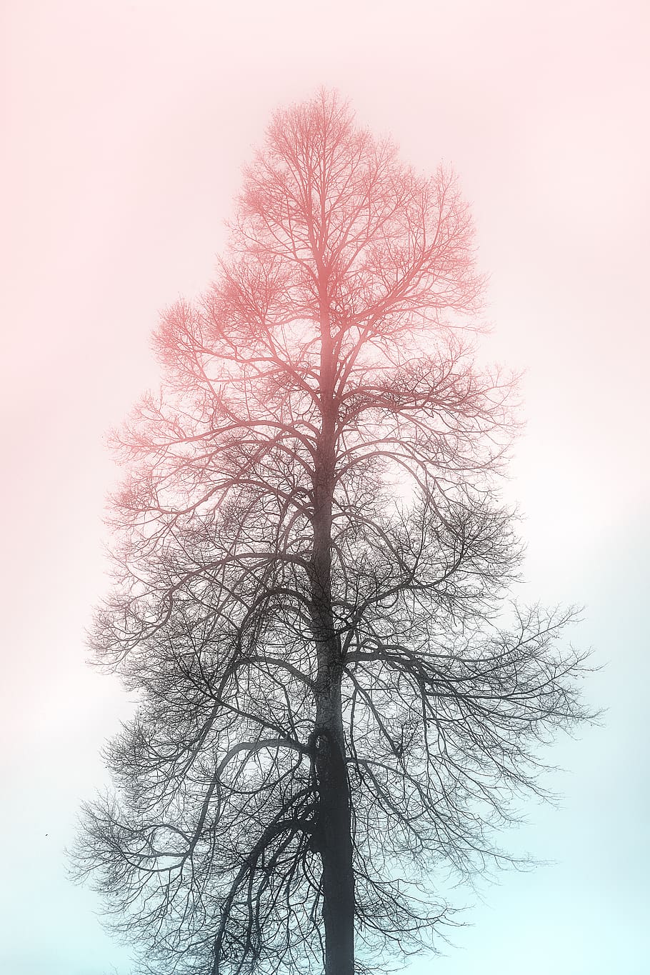 Foto, trocken, Baum, Borke, Äste, Kofferraum, kahler Baum, Pflanze, Himmel, Schönheit in der Natur, Flachwinkelansicht, Ast, Silhouette, Natur, Ruhe, keine Leute, Baumstamm, draußen, Tag, klarer Himmel, ruhige Szene, isoliert, 5K