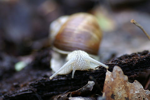 lumaca, conchiglia, marchio, elica pomatia, temi animali, animale, fauna selvatica, mollusco, avvicinamento, invertebrato, animali allo stato selvatico, gasteropode, messa a fuoco selettiva, un animale, nessuno, antenna animale, natura, parte del corpo animale, giorno, guscio di animale, terra, all'aperto, strisciando, piccolo, 2K, CC0, dominio pubblico, privo di copyright