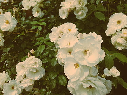 flors de pètals blancs, flor, planta, gerani, rosa, acanthaceae, full, arbust, rosa blanca, Roser, jardí, floral, primavera, a l'aire lliure, vintage, retro, estiu, esvaïda, naturalesa, flors, planta amb flors, creixement, bellesa a la natura, vulnerabilitat, frescor, fragilitat, pètal, primer pla, inflorescència, cap de flor, part de la planta, cap gent, dia, Color blanc, 4K, CC0, domini públic, lliure de regalies