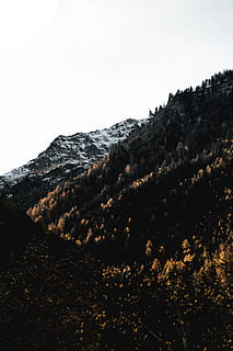 arbres a la muntanya, naturalesa, muntanya, arbre, planta, abies, avet, a l'aire lliure, pendent, Serra, suïssa, pic, desert, forêt de finges, leuk, bosc, conífera, turó, senderisme, cim de muntanya, vegetació, cel, bellesa a la natura, tranquil·litat, escena tranquil·la, escenics - natura, cap gent, escena no urbana, cel clar, medi ambient, dia, paisatge, idíl·lic, vista d’angle baix, còpia espai, 5K, CC0, domini públic, lliure de regalies