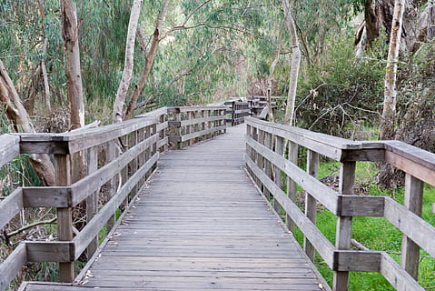 kelias, medžiai, „Boardwalk“, pelkė, medis, mediena - medžiaga, kryptis, kelias pirmyn, augalų, pastatyta struktūra, tiltas, turėklai, nėra žmonių, ryšį, dieną, pobūdį, architektūra, pėsčiųjų tiltas, ramybė, pėsčiųjų takas, žemės, miškas, tuščia, tiltas - žmogaus sukurta struktūra, lauke, mažėja perspektyva, mediena, medienos skydai, 5K, CC0, Viešasis domenas, nemokamai