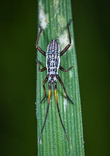 foto macro, blanc, negre, oriental, escarabat longhorn, animal, escarabat, error, primer pla, colors, entomologia, medi ambient, insecte, invertebrat, poc, fotografia macro, naturalesa, petit, salvatge, vida salvatge, un animal, fauna animal, temes d'animals, animals a la natura, color verd, aràcnids, artròpode, cap gent, aranya, dia, zoologia, centrar-se en primer pla, part del cos dels animals, a l'aire lliure, planta, ull d’animals, 4K, CC0, domini públic, lliure de regalies