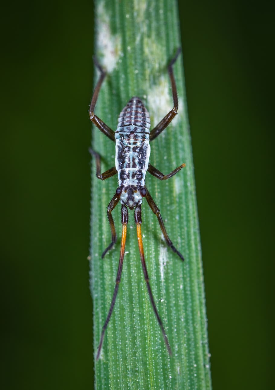 foto macro, blanc, negre, oriental, escarabat longhorn, animal, escarabat, error, primer pla, colors, entomologia, medi ambient, insecte, invertebrat, poc, fotografia macro, naturalesa, petit, salvatge, vida salvatge, un animal, fauna animal, temes d'animals, animals a la natura, color verd, aràcnids, artròpode, cap gent, aranya, dia, zoologia, centrar-se en primer pla, part del cos dels animals, a l'aire lliure, planta, ull d’animals, 4K
