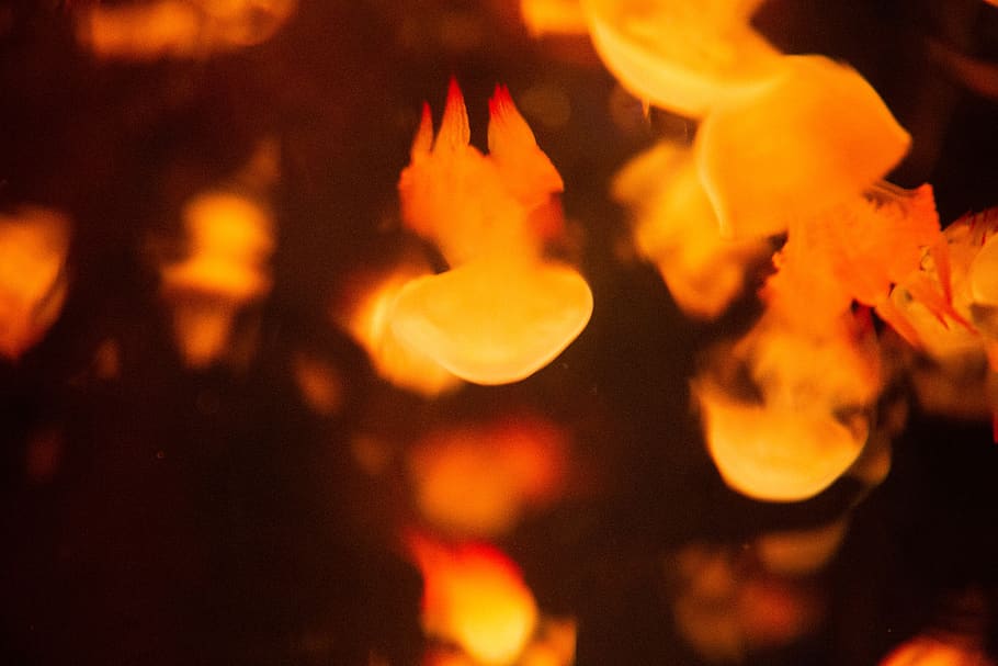 Orangenquallen, Feuer, Verbrennung, Flamme, Feuer - natürliches Phänomen, Hitze - Temperatur, Nahansicht, Nacht-, Glauben, keine Leute, Religion, Natur, Bewegung, drinnen, orange Farbe, Chinesisches Neujahr, Spiritualität, Festival, 5K