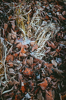 herba marró, naturalesa, gel, a l'aire lliure, sòl, gelades, neu, planta, full, arbre, hivern, lli, flor, brollar, terra, avet, abies, tardor, fred, boira, part de la planta, sec, canvi, dia, camp, cap gent, fulles, caient, vista d’angle alt, tranquil·litat, marc complet, bellesa a la natura, primer pla, abundància, desordenat, caure, condició natural, 5K, CC0, domini públic, lliure de regalies