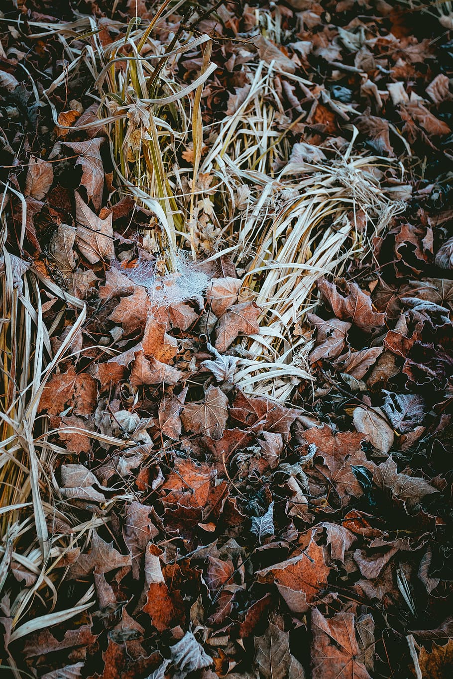 herba marró, naturalesa, gel, a l'aire lliure, sòl, gelades, neu, planta, full, arbre, hivern, lli, flor, brollar, terra, avet, abies, tardor, fred, boira, part de la planta, sec, canvi, dia, camp, cap gent, fulles, caient, vista d’angle alt, tranquil·litat, marc complet, bellesa a la natura, primer pla, abundància, desordenat, caure, condició natural, 5K