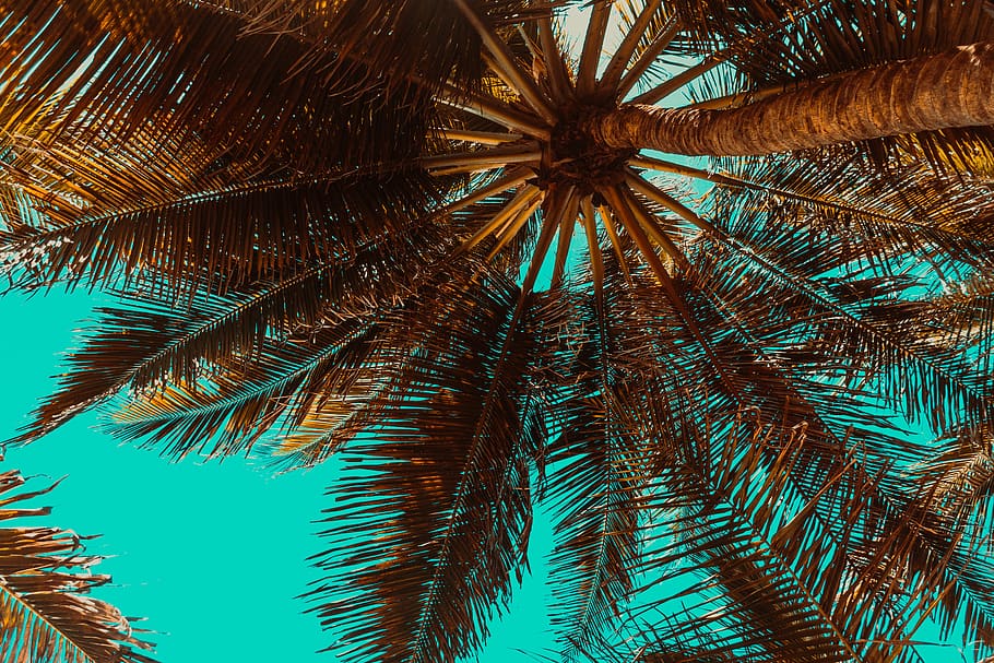 arbres, paisatge, arbre, naturalesa, aigua, núvols, cel, bosc, atmosfera, crepuscle, humor, nit, mar, oceà, estiu, idíl·lic, romàntic, sol, solitari, llac, platja, palmell, palmeres, Palmera, clima tropical, planta, creixement, vista d’angle baix, bellesa a la natura, fulla de palma, cap gent, full, dia, tranquil·litat, a l'aire lliure, arbre tropical, tronc, color verd, tronc de l'arbre, llum solar, directament a sota, palmera de coco, 5K