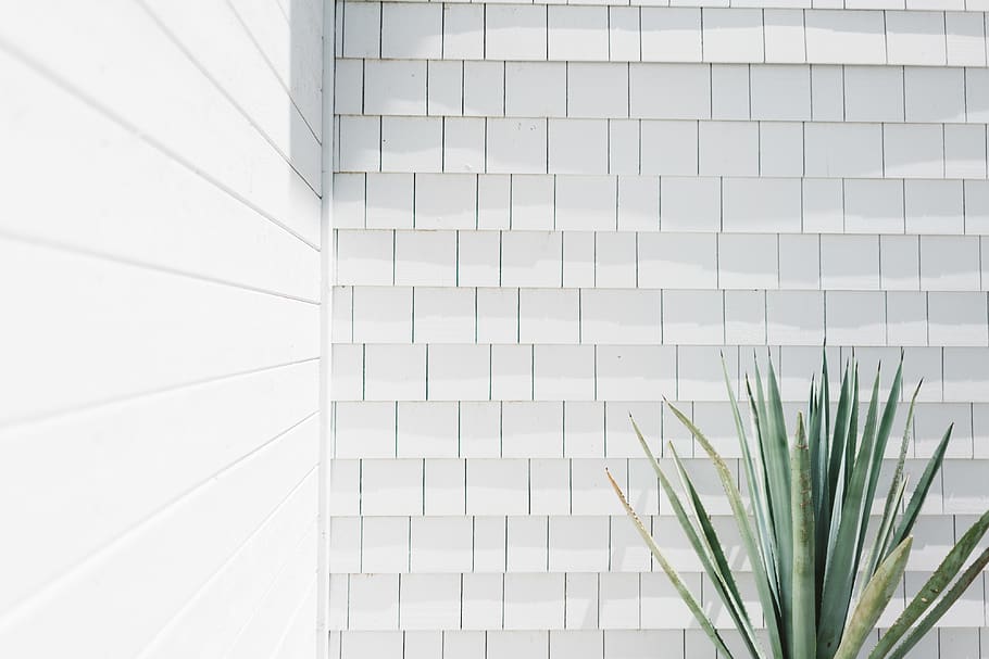 væg, plante, mønster, flise, struktur, hvid, minimal, lys, grøn, skygge, agavaceae, Stenmur, mosaik, kunst, stencil, etage, papir, garage, gitter, bruserhaner, bygget struktur, arkitektur, murbygningsfunktion, ingen mennesker, bygning udvendig, bygning, dag, lav vinkel visning, moderne, gulve, udendørs, glas - materiale, hvid farve, tæt på, natur, kontorbygning udvendig, flisebelagt gulv, stueplante, 4K