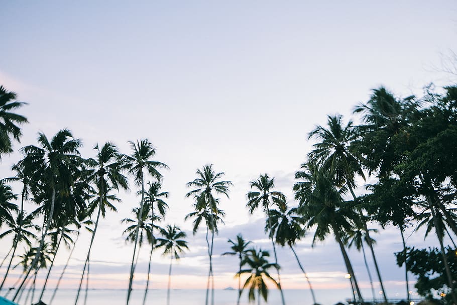 palmeres, arbres de coco, arbres, cel, Palmera, arbre, planta, clima tropical, vista d’angle baix, cap gent, bellesa a la natura, cel clar, creixement, naturalesa, tranquil·litat, escenics - natura, escena tranquil·la, dia, alta - alta, a l'aire lliure, palmera de coco, aigua, arbre tropical, fulla de palma, 4K
