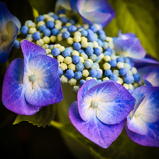 hydrangea, biru, mekar, berkembang, bunga, bunga hydrangea, keindahan di alam, menanam, tanaman berbunga, kesegaran, merapatkan, kerentanan, daun bunga, pertumbuhan, kerapuhan, hal berkembang, kepala bunga, ungu, tidak ada orang, fokus pada latar depan, alam, hari, di luar rumah, 4K, CC0, domain publik, bebas royalti