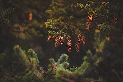 pine, cone, green, tree, plant, blur, nature, pinaceae, coniferous tree, growth, pine tree, no people, pine cone, land, forest, selective focus, outdoors, beauty in nature, day, tranquility, sunlight, close-up, branch, plant part, pine woodland, 5K, CC0, public domain, royalty free