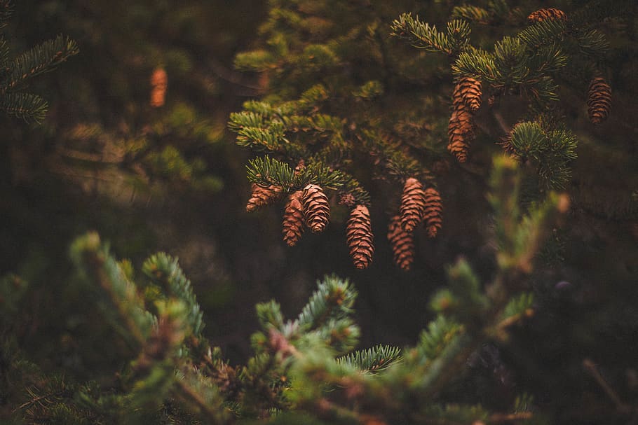 fyrretræ, kegle, grøn, træ, plante, sløring, natur, Pinaceae, nåletræ, vækst, ingen mennesker, grankogle, jord, Skov, selektiv fokusering, udendørs, skønhed i naturen, dag, ro, sollys, tæt på, afdeling, plante del, fyrreskov, 5K