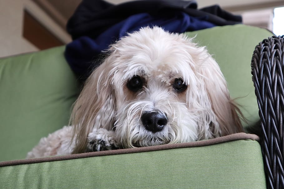 cockapoo, gos, caniche, mascota, caní, animal, un animal, animals domèstics, nacional, mascotes, mamífer, vertebrats, mirant la càmera, retrat, a l'interior, pèl d’animals, relaxació, mobles, cabell, Color blanc, sofà, gent, 5K