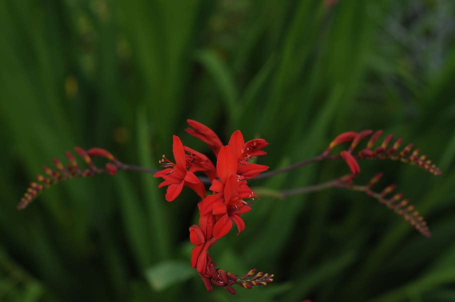 Irland, kork by, plante, vækst, rød, skønhed i naturen, tæt på, sårbarhed, natur, ingen mennesker, skrøbelighed, blomst, plante del, dag, grøn farve, fokus på forgrunden, blad, blomstrende plante, selektiv fokusering, friskhed, kronblad, blomsterhoved, udendørs, pollen, blade, 2K