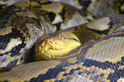 pell de serp, python, net python, serp, cap, Snakehead, dormir, rèptil, depredador, pell, naturalesa, perillós, tòxics, salvatge, patró, textura, exòtic, tropical, es va retirar, món animal, blau, paradís, temes d'animals, animal, vertebrats, escala d’animals, un animal, animals a la natura, fauna animal, primer pla, part del cos dels animals, cap gent, marc complet, patró natural, pell d’animals, cap d’animals, groc, animals en captivitat, dia, verinós, ull d’animals, 4K, CC0, domini públic, lliure de regalies