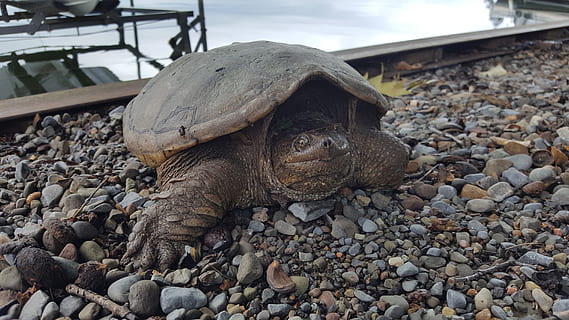 snapping turtle, sø, skildpadde, natur, dyreliv, solid, klippe, sten - objekt, dyre temaer, dyr, rock-objekt, dag, et dyr, dyr i naturen, krybdyr, ingen mennesker, rullesten, hvirveldyr, jernbanetransport, sten-, grus, spore, udendørs, marine, 5K, CC0, offentligt domæne, royaltyfrie