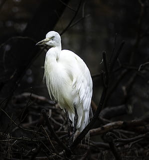 weißer Vogel stehend, ein Tier, Wirbeltier, Tierthemen, Tier, Vogel, Tiere in freier Wildbahn, Tierwelt, hocken, weiße Farbe, Fokus auf den Vordergrund, Reiher, keine Leute, Natur, Pflanze, Tag, Baum, Nahansicht, Ast, suchen, draußen, 2K, CC0, gemeinfrei, lizenzfrei