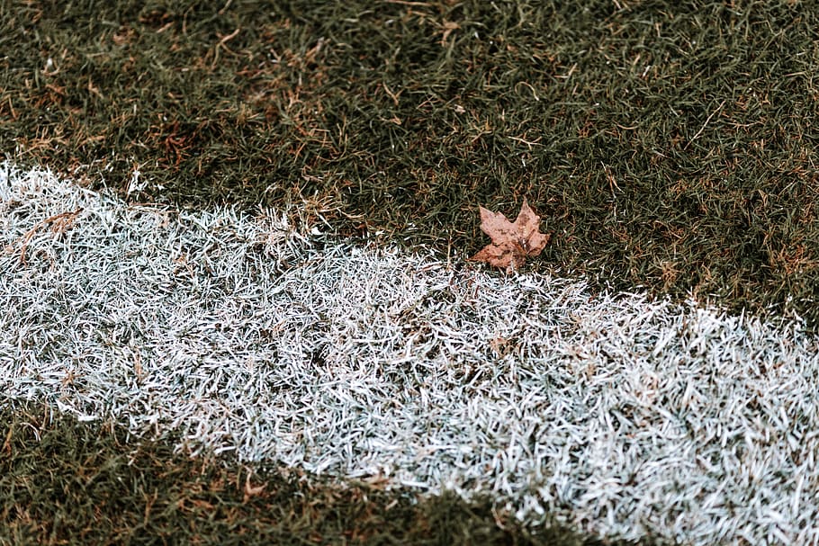 fotball, felt, gress, falle, blad, blader, maling, våt, regn, ett dyr, dyr, dyre temaer, pattedyr, anlegg, land, høy vinkel visning, ingen folk, dag, natur, virveldyr, dyr i naturen, dyreliv, gnager, utendørs, kjæledyr, husdyr, innenlands, dyr hode, 8K