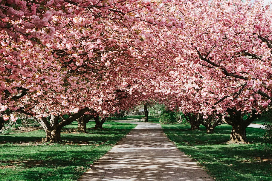 fiore di ciliegio, pianta, fiore, fiorire, all'aperto, erba, primavera, parco, prato, sentiero, paesaggio, fiori di ciliegio, fiori, rosa, verde, albero, vegetazione, giardino, pergolato, boschetto, crescita, bellezza nella natura, pianta fiorita, colore rosa, natura, freschezza, fragilità, parco - spazio creato dall'uomo, ciliegio, la strada davanti, direzione, giorno, ramo, nessuno, treelined, prospettiva decrescente, baldacchino di albero, 2K