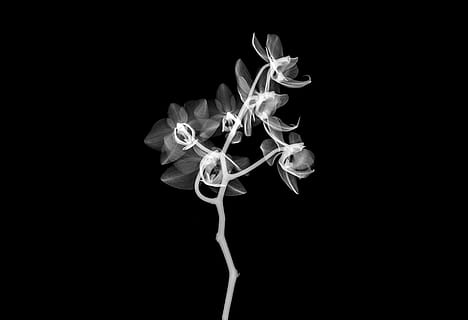 white flower illustration, xray, transparent, micro, macro, technology, flower, plant, nature, orchid, black background, studio shot, burning, flame, indoors, close-up, no people, copy space, fire, fire - natural phenomenon, heat - temperature, cut out, glowing, smoke - physical structure, motion, white color, night, pattern, lighting equipment, 2K, CC0, public domain, royalty free