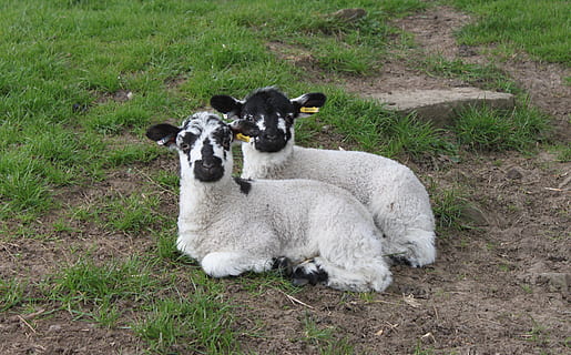 Cordero, Pascua de Resurrección, prado, primavera, de cerca, mamífero, temas de animales, animal, nacional, animales domesticos, mascotas, vertebrado, hierba, tierra, planta, oveja, ganado, campo, grupo de animales, nadie, naturaleza, día, animal joven, relajación, herbívoro, al aire libre, familia de animales, 4K, CC0, dominio público, libre de derechos