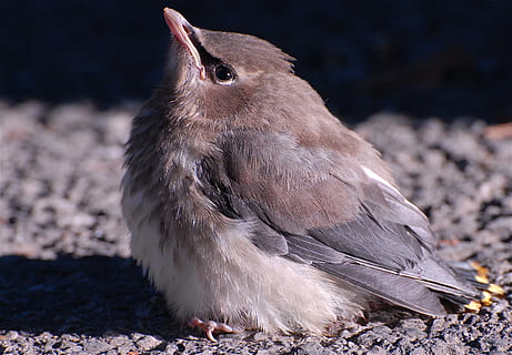 ocell, petit, pollet, plomes, animal, fauna animal, animals a la natura, un animal, vertebrats, naturalesa, cap gent, terra, a l'aire lliure, primer pla, longitud completa, bellesa a la natura, animal jove, bonic, dia, ploma, sorra, còdols, 2K, CC0, domini públic, lliure de regalies