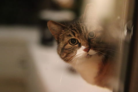 kucing, anak kucing, hewan, membelai, mamalia, abyssinian, manx, api, Siam, kayu, rambut, kayu lapis, perhiasan, aksesoris, tambahan, batu permata, berlian, kepala, kucing hitam, lokal, kucing rumahan, hewan peliharaan, tema binatang, licik, binatang lokal, satu binatang, kumis, merapatkan, bagian tubuh hewan, tidak ada orang, kepala hewan, potret, fokus pada latar depan, mencari, fokus selektif, melihat kamera, mata binatang, kucing betina, 5K, CC0, domain publik, bebas royalti