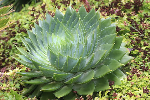 aloe, pattern, succulent, leaf, botanical, foliage, exotic, summer, green color, growth, plant, beauty in nature, succulent plant, no people, close-up, nature, day, plant part, high angle view, freshness, cactus, outdoors, focus on foreground, sunlight, selective focus, botany, thorn, spiky, 5K, CC0, public domain, royalty free