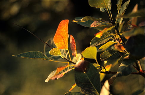 Herbst, Laub, Licht, Transparenz, Pflanzenteil, Blatt, Pflanze, Wachstum, Natur, Nahansicht, keine Leute, Baum, selektiver Fokus, Lebensmittel, Schönheit in der Natur, draußen, Ast, Obst, Tag, Essen und Trinken, Veränderung, Verletzlichkeit, orange Farbe, natürlicher Zustand, 5K, CC0, gemeinfrei, lizenzfrei