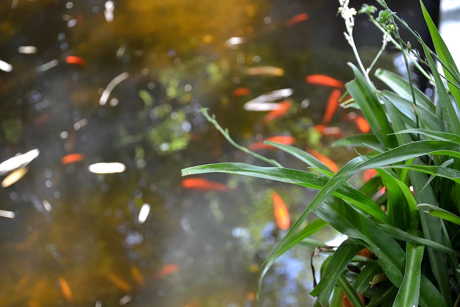 marroquí, herba, naturalesa, peix, herbes, poissons rouges, planta, aigua, creixement, part de la planta, full, primer pla, bellesa a la natura, color verd, cap gent, centrar-se en primer pla, a l'aire lliure, temes d'animals, vertebrats, transparent, dia, fauna animal, color taronja, humit, 4K