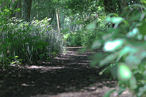Pfad, Weg, Boden, Wald, Erde, chemin, terre, foret, Vegetation, arbre, Baum, Pflanze, Wachstum, selektiver Fokus, Land, Fußweg, grüne Farbe, Natur, Ruhe, Richtung, keine Leute, der Weg nach vorn, Schönheit in der Natur, Tag, draußen, ruhige Szene, Sonnenlicht, Feld, Oberflächenniveau, 5K, CC0, gemeinfrei, lizenzfrei
