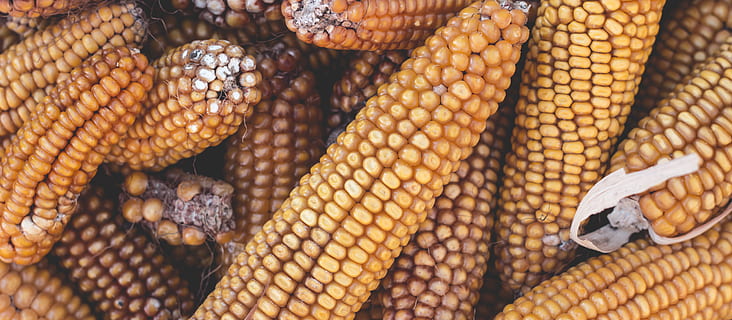 torra corns, mat, mat och dryck, majs, välbefinnande, äta nyttigt, inget folk, friskhet, vegetabiliska, närbild, dag, full ram, högvinkelvy, bakgrunder, gul, utomhus, natur, stor grupp av objekt, mönster, majs på cob, söt majs, 5K, CC0, offentligt domän, royaltyfria