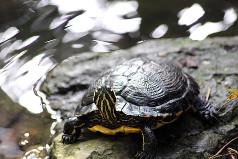 broasca testoasa, roșu, ureche, cursor, natură, coajă, apă, animale sălbatice, târâtoare, animal, mare, sălbatic, ocean, acvatic, marin, un animal, animale tematice, animale în sălbăticie, zi, a închide, animale vertebrate, nici o persoana, să se concentreze asupra primelor elemente, în aer liber, coajă de animale, copac, amfibiu, 5K, CC0, domeniu public, fără drepturi de autor