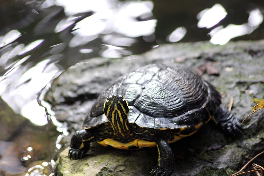 tortuga, vermell, orella, control lliscant, naturalesa, shell, aigua, vida salvatge, rèptil, animal, mar, salvatge, oceà, aquàtics, marí, un animal, temes d'animals, fauna animal, animals a la natura, dia, primer pla, vertebrats, cap gent, centrar-se en primer pla, a l'aire lliure, closca d’animals, arbre, amfibi, 5K