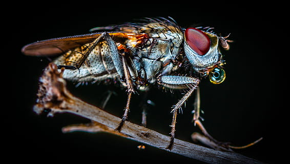 avvicinamento, foto, volare, macro, insetto, sfondo nero, insetto macro, natura, animale, colore nero, sfondi, piccolo, mosca domestica, ala animale, peste, biologia, foglia, 4K, CC0, dominio pubblico, privo di copyright