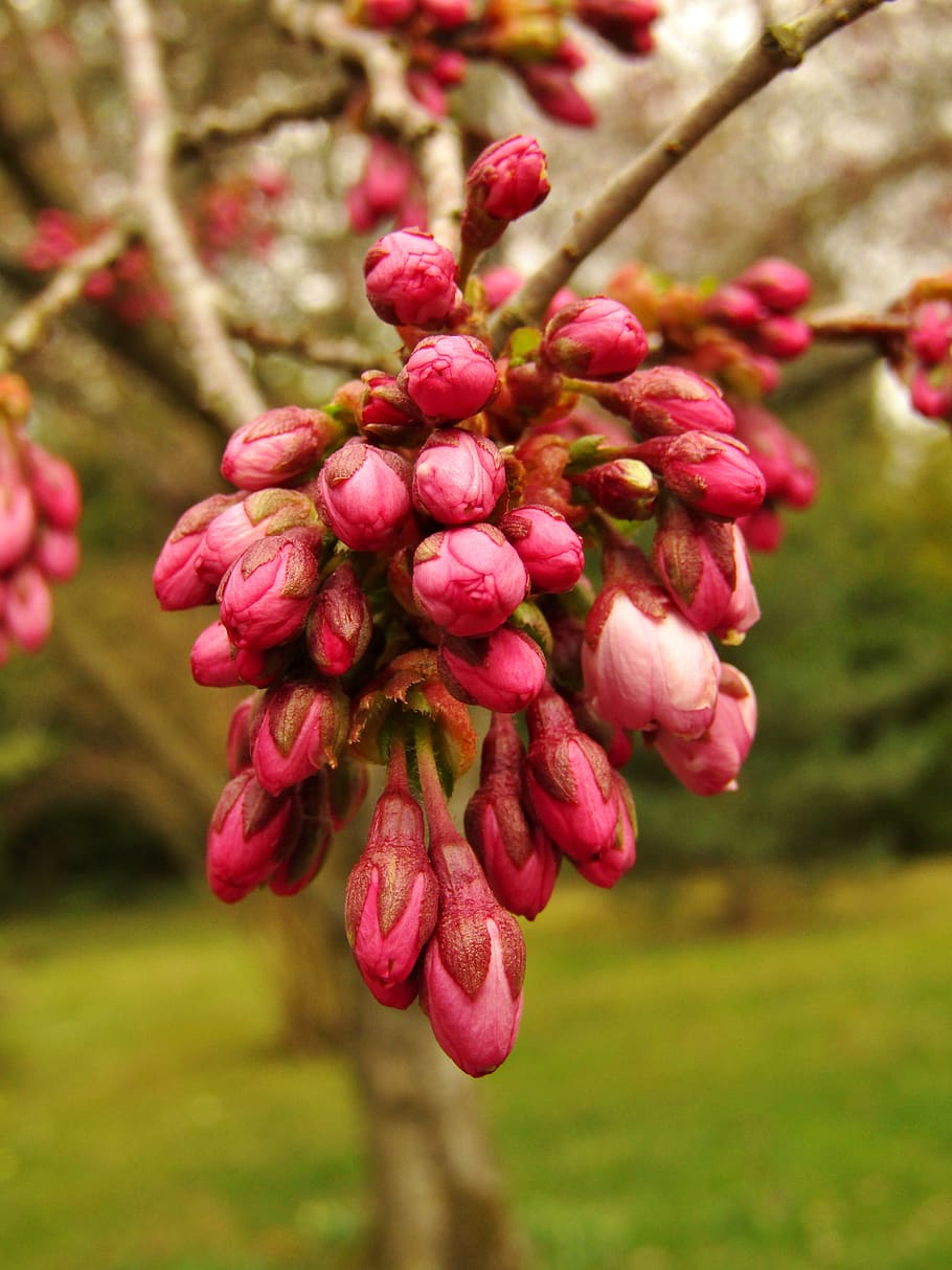 Knospe, Japan, Kirsche, Frühling, Kirschblüte, Ast, Zierkirsche, japanisch, Natur, Sakura, Rosa, Pflanze, Blume, Nahansicht, Schönheit in der Natur, blühende Pflanze, Wachstum, Fokus auf den Vordergrund, Zerbrechlichkeit, Frische, Verletzlichkeit, pinke Farbe, keine Leute, Tag, Blütenblatt, selektiver Fokus, draußen, Blütenstand, Baum, blühen, Blütenkopf, 5K