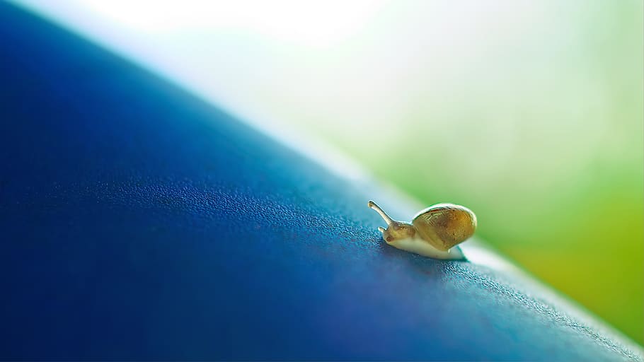 petit, cargol, gatejar, lent, shell, insecte, animal, blau, lliscar, humit, invertebrat, temes d'animals, mol·lusc, gasteròpode, fauna animal, un animal, animals a la natura, primer pla, cap gent, part del cos dels animals, enfocament selectiu, rastreig, dia, naturalesa, antena animal, 4K