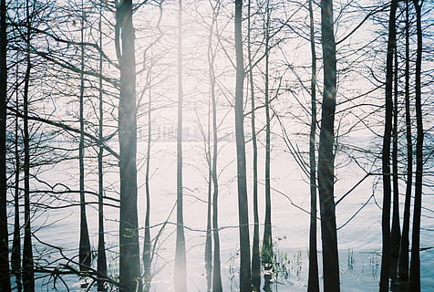 arbres nus, la nature, Météo, arbre, en plein air, brouillard, eau, lumière, plante, film, l'horizon, Lac, réflexion, meubles, terre, oiseau, animal, accipiter, neige, bâtiment, forêt, tronc, tronc d'arbre, beauté dans la nature, des bois, paysages - nature, personne, scène non urbaine, environnement, croissance, scène tranquille, crépuscule, arbre nu, journée, vitalité, fumée - structure physique, écosystème, plantation, changer de forme, 4K, CC0, domaine public, libre de droits