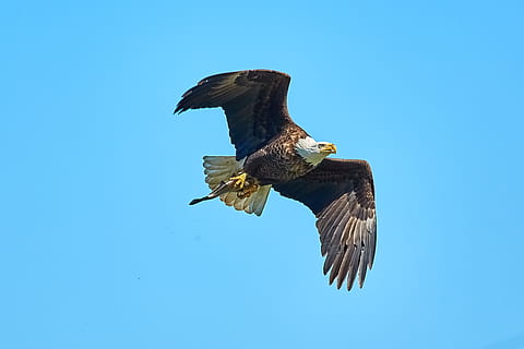 aquila calva, aquila, America, uccello, raptor, conto, animale, natura, maestoso, piuma, volare, bald-eagle, orgoglio, capo, Stati Uniti d'America, grazioso, gif, cielo, animali allo stato selvatico, fauna selvatica, volante, vertebrato, temi animali, un animale, uccello rapace, ali spiegate, cielo sereno, copia spazio, aquila - uccello, Inquadratura dal basso, blu, mezz'aria, nessuno, all'aperto, 2K, CC0, dominio pubblico, privo di copyright