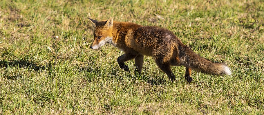 fuchs, guineu, intel·ligent, pell, animal, temes d'animals, un animal, mamífer, herba, fauna animal, vertebrats, animals a la natura, naturalesa, planta, camp, cap gent, vista lateral, mascotes, terra, longitud completa, animals domèstics, nacional, corrent, dia, a l'aire lliure, 5K